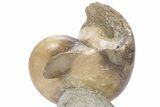 Fossil Nautilus (Aturia) - Crystal Filled #232740-2